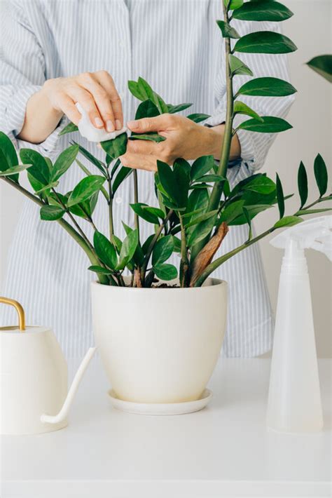 闊葉植物風水|風水植物｜不只富貴竹！7款招財/招桃花植物推介+不 